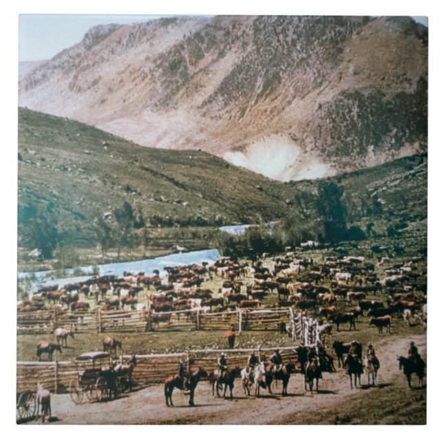 Cattle Ranch, Colorado, 1899 (photo) Tile (Front)