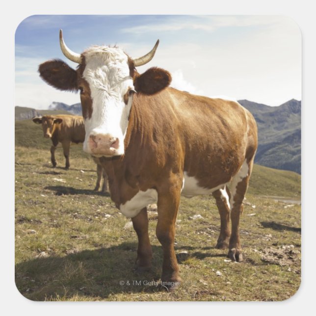 Cattle Square Sticker (Front)