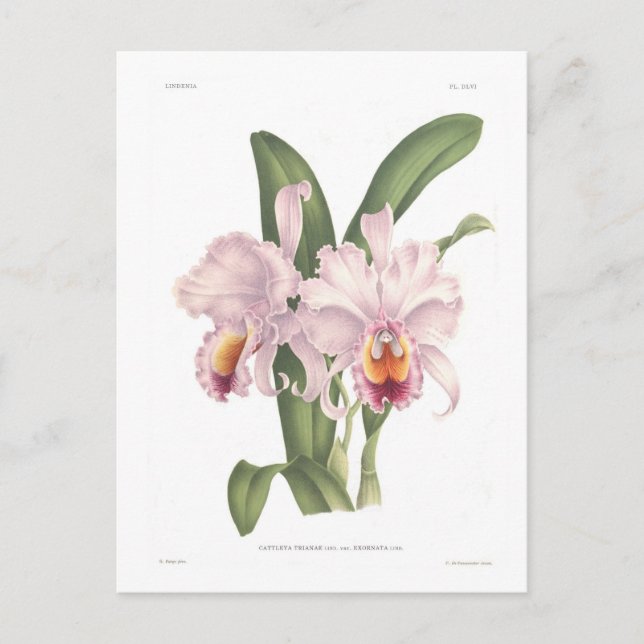 Cattleta trianae var exornata postcard (Front)