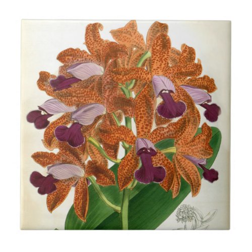 Cattleya Guttata Leopoldii Vintage Lindenia Orchid Ceramic Tile