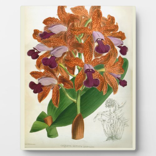 Cattleya Guttata Leopoldii Vintage Lindenia Orchid Plaque