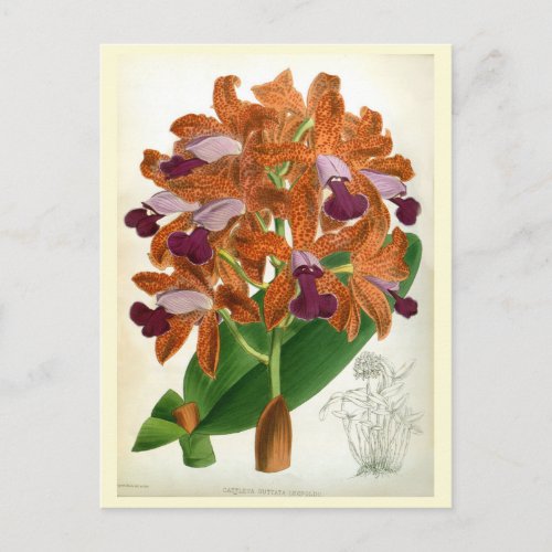 Cattleya Guttata Leopoldii Vintage Lindenia Orchid Postcard