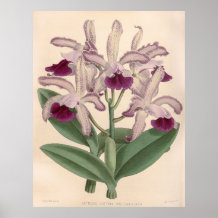 Cattleya Guttata Orchid