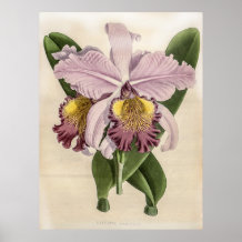 Cattleya Hardyana Orchid 