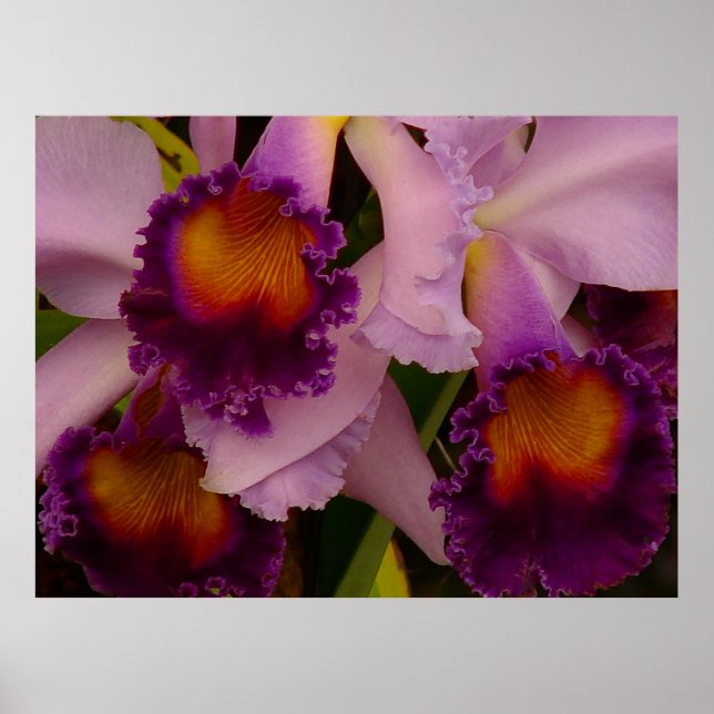 Cattleya Hybrid Orchid Poster (Front)