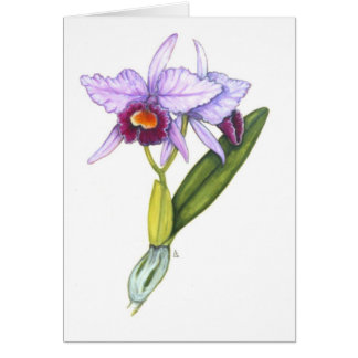 Cattleya labiata cards