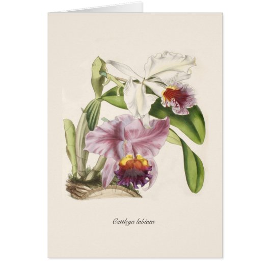 Cattleya labiata cards (Front)