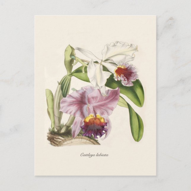 Cattleya labiata postcard (Front)