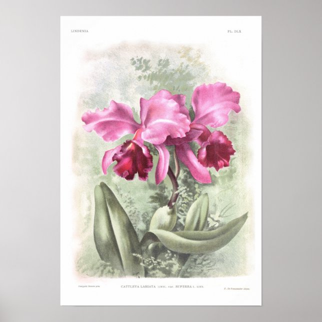 Cattleya labiata poster (Front)