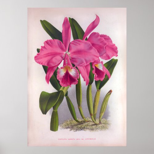 Cattleya Labiata Vintage Deep Pink Orchids Poster