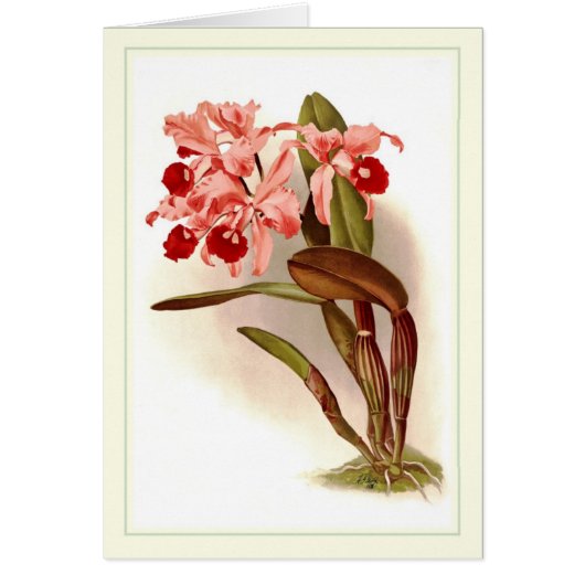 Cattleya lawrenceana cards (Front)