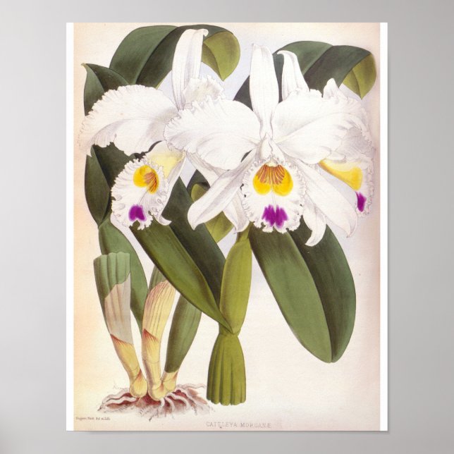 Cattleya Morgane Vintage Lindenia Orchid Poster (Front)