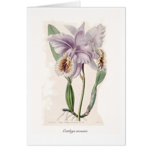 Cattleya mossiae cards (Front)