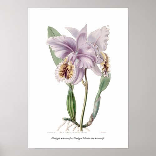 Cattleya mossiae poster