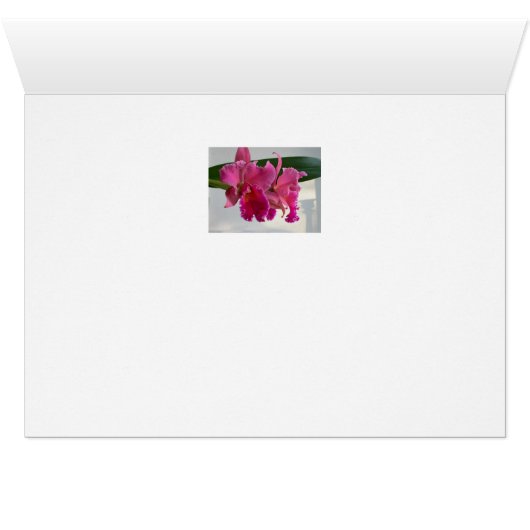 Cattleya Orchid (Inside Horizontal (Bottom))