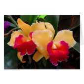 Cattleya Orchid (Front Horizontal)