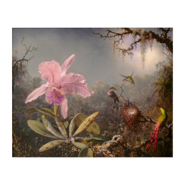 Cattleya Orchid and Three Hummingbirds Acrylic Print (Front)