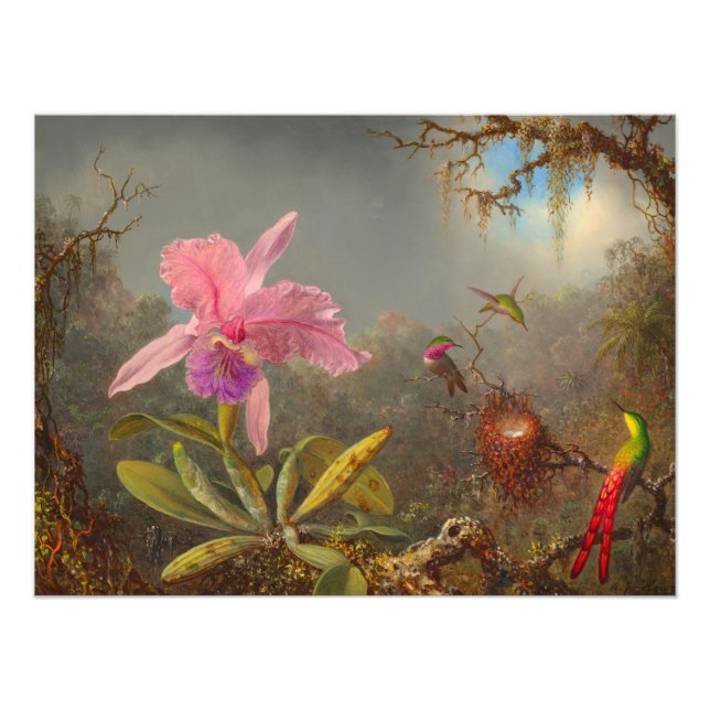 Cattleya Orchid and Three Hummingbirds Heade Photo Print (Front)