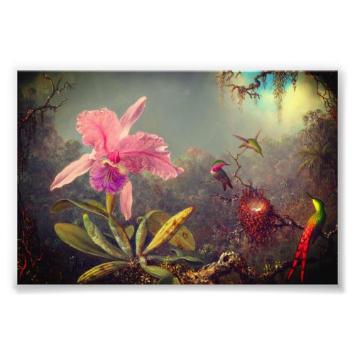 Cattleya Orchid and Three Hummingbirds Heade Photo Print