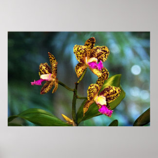 Cattleya Orchid Art Poster -60x40 -or smaller