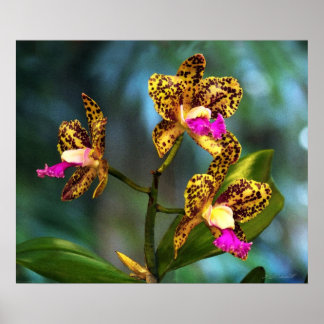 Cattleya Orchid Art Print -24x20 -other sizes also