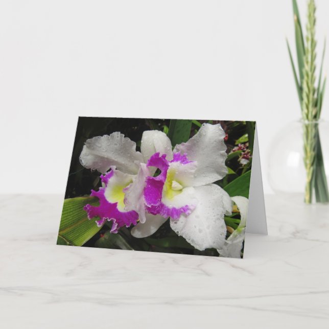Cattleya Orchid Card (Front)
