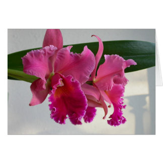 Cattleya Orchid Cards