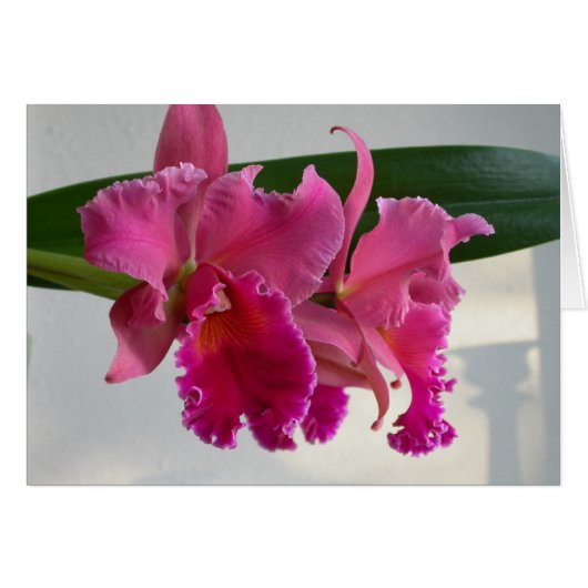 Cattleya Orchid Cards (Front Horizontal)