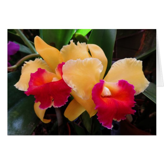 Cattleya Orchid Cards (Front Horizontal)