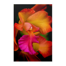 Cattleya Orchid Portrait