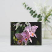 Cattleya Orchid Post Card (Standing Front)