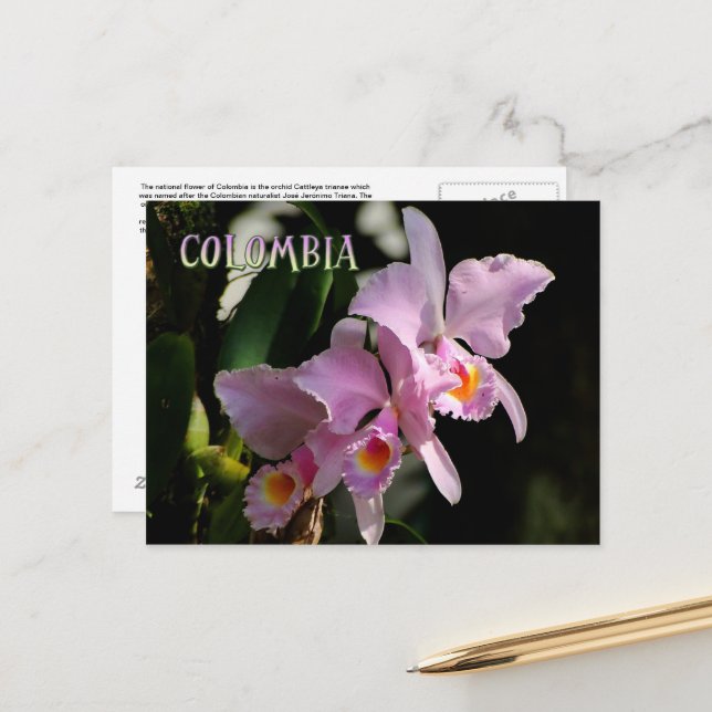 Cattleya Orchid Post Card (Front/Back In Situ)