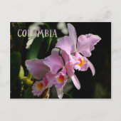 Cattleya Orchid Post Card (Front)