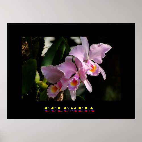 Cattleya Orchid Poster