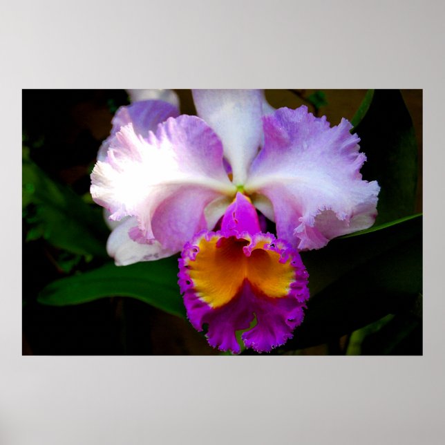 Cattleya Orchid - White/Purple/Yellow Poster (Front)