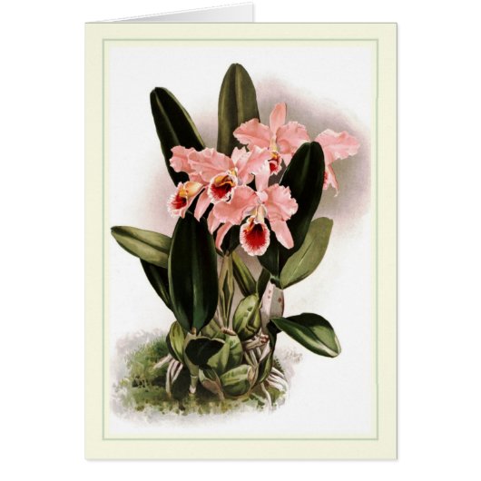 Cattleya percivaliana cards (Front)