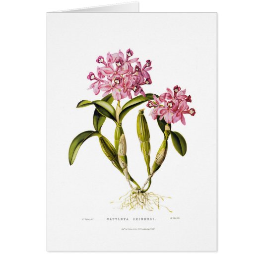 Cattleya skinneri cards (Front)
