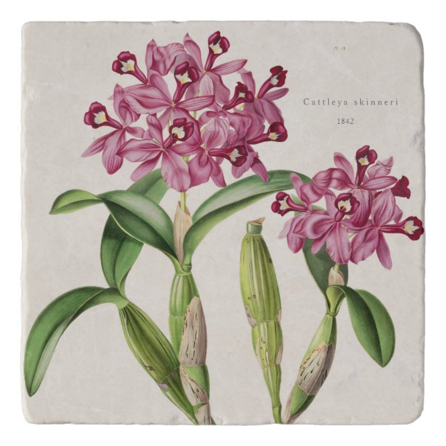 Cattleya skinneri Orchid Botanical by Bateman Trivet (Front)