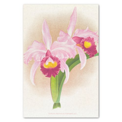 Cattleya Trianae Var Purpurata Orchid by Linden Tissue Paper