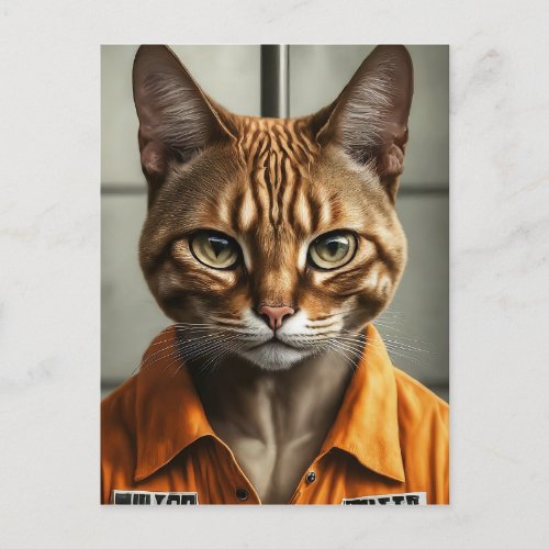 Cattywampus Postcard