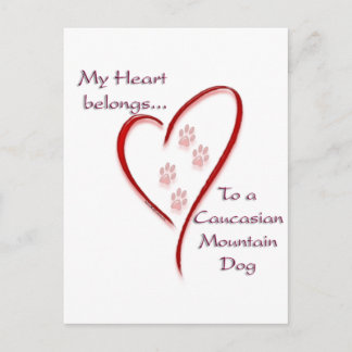 Caucasian Mountain Dog Heart Belongs Postcard