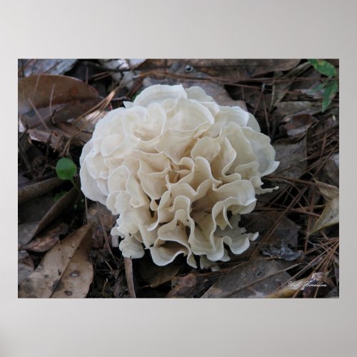 Cauliflower Fungus Poster