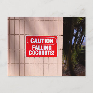 Caution - Falling Coconuts! Postcard