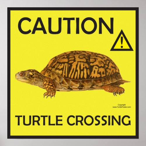Caution Turtle Crossing Poster