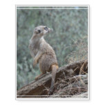 Cautious Meerkat Temporary Tattoos