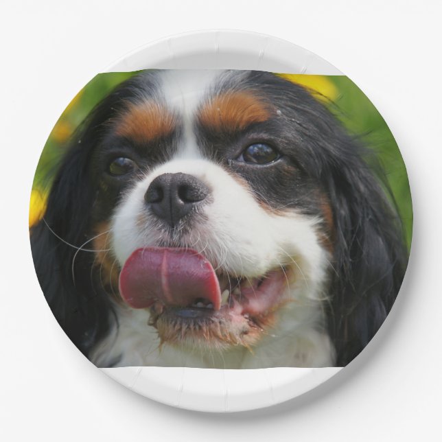 cav paper plates (Front)