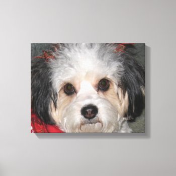 Cavachon Happy Holidays Wrapped Canvas by Firecrackinmama at Zazzle