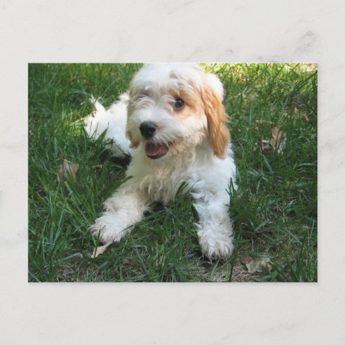 Cavachon Postcard Add your Dog Photo Postcard
