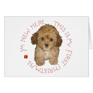 Cavachon Puppy First Christmas Cards