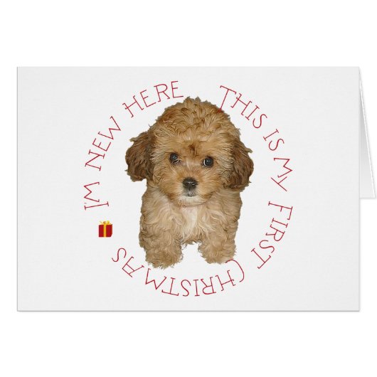Cavachon Puppy First Christmas Cards (Front Horizontal)